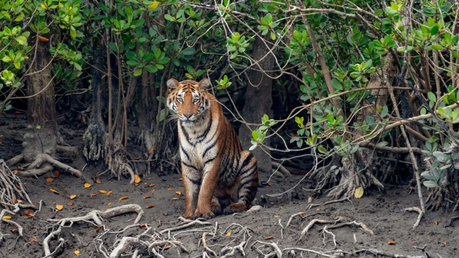 Sundarban Hotel